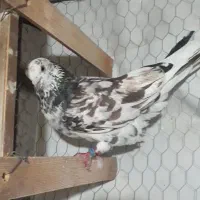 نر سرور