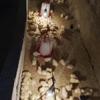جوجه گوشتی