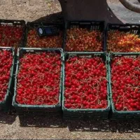 حسابدار خانم برای جمع کردن میوه تابستانی