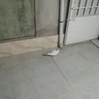 پرنده