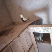 کفتر|پرنده|اسدآباد, |دیوار