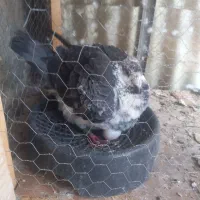 سوسکی بزک