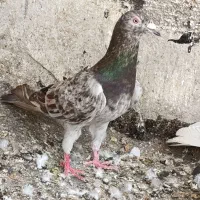 خوشرنگ زرد مغلف گم شده