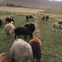 بره ماده