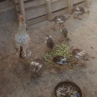 مرغ و بوقلمون