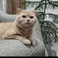 گربه