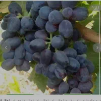 فروش مویز. تازه  انگور ترکمن