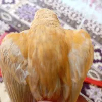 جوجه قناری ایزابل سرخ 4ماهه
