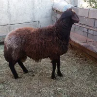 بره نر وزن 40کیلو به بالا امساله فروشی
