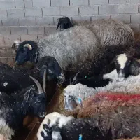 خریدفروش خریدار گوسفند بز بره نر ماده  خریداریم
