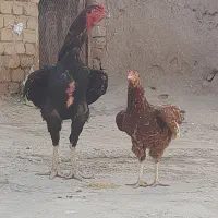 مرغ خروس لاری