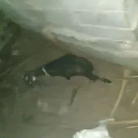 دو بز بربری دو سه قلو زا فروشی