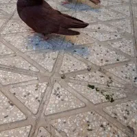 کبوتر