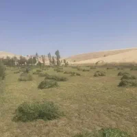 یونجه خشک درجه یک