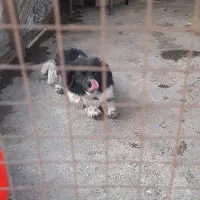 سگ پاکوتاه