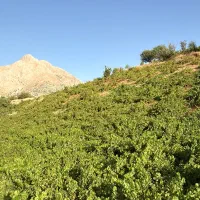 فروش باغ انگور دزلی