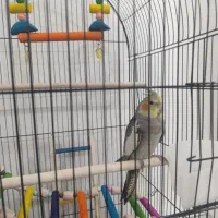 عروس هلندی گمشده