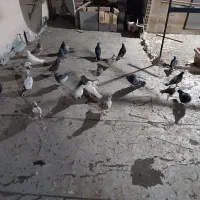 کبوتر