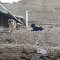 دو عدد توله سگ