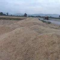 کاه|لوازم جانبی حیوانات|میناب, |دیوار
