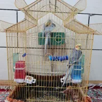 عروس هلندی توسی رنگ