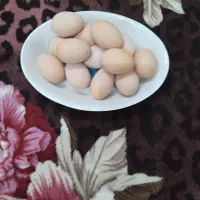 تخم مرغ نطفه دار برهمای اصیل