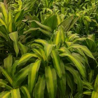فروش انواع سرقلم گیاهان اپارتمانی