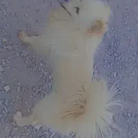 سگ پامر