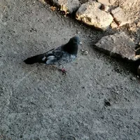 کبوتر 14 عدد