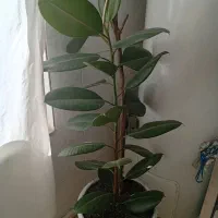 گل طبیعی و مصنوعی
