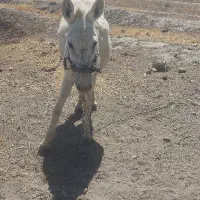خر ماده گلگی خوشگل
