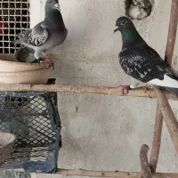کفتر