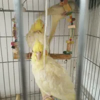 عروس هلندی ۳ماهه