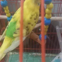 دوتا مرغ عشق نر ماده