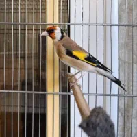 سهره لپ دودی مست مست شرور شلاقی سهره چهارمحال