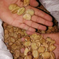 باقلا خشک  سوری خوشپخت تمیز