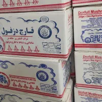 قارچ لوکس دزفول
