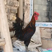 خروس گلین