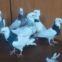 طوقی الماسی سیاه