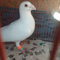 کبوتر