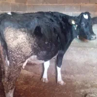 چندراس گاو شیری وابستن شیرده بفروش میرسد