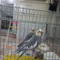 عروس هلندی هر دو نر