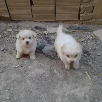 سگ پا کوتاه پامر