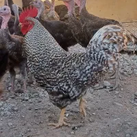 خروس آمروک
