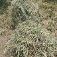 فروش یونجه