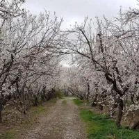 باغچه با سند تک برگ ملارد