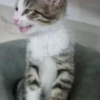 واگذاری بچه گربه