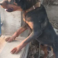 سگ روتوایلر