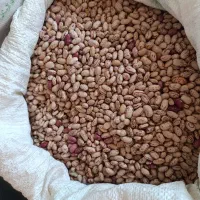 لوبیا چیتی محلی ایرانی