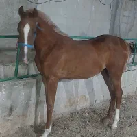 ماده یک سال ونیم